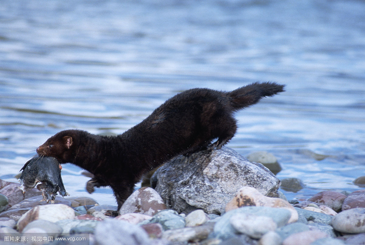 水貂繁殖视频,水貂的繁衍方法