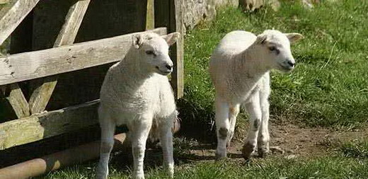 母羊难产都有什么原因,母羊难产的原因和解决方法