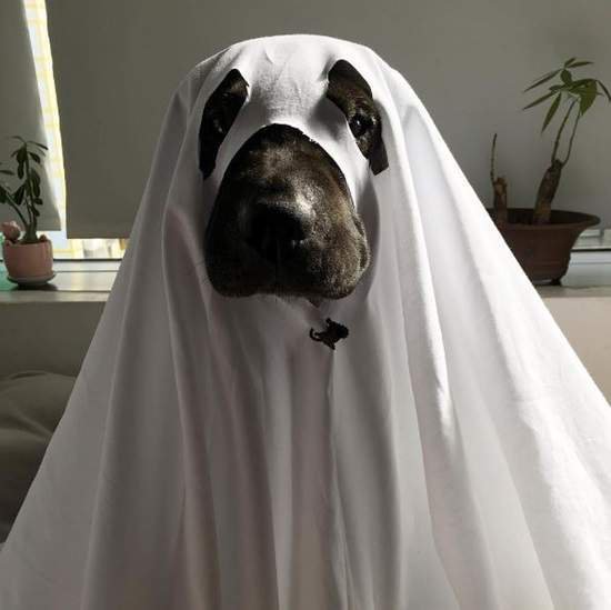 万圣节千万不要欺负熊孩子,万圣节安全守则