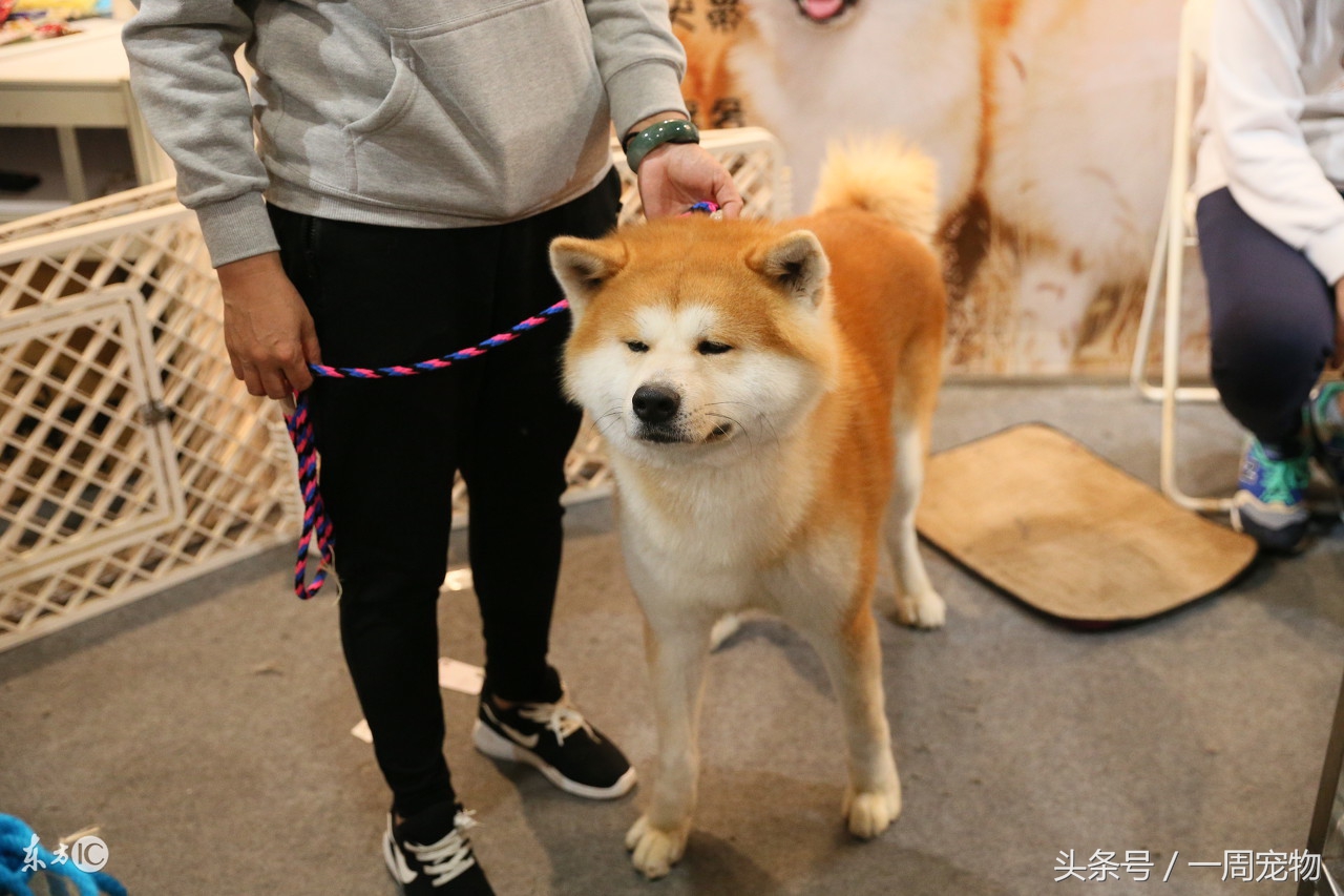 挑选秋田犬技巧和方法,怎么样挑选美版秋田犬