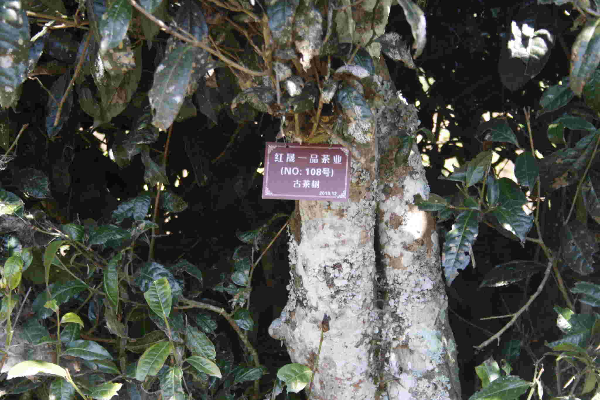 古树茶好喝吗视频,古树茶好在哪里