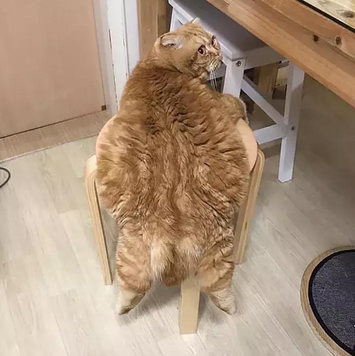 人类吸猫小史,人类吸猫的时候猫是怎么想的