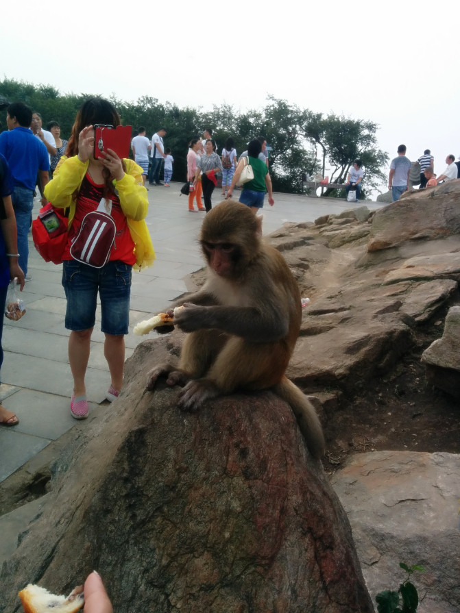 花果山游记400字以上,连云港花果山攻略