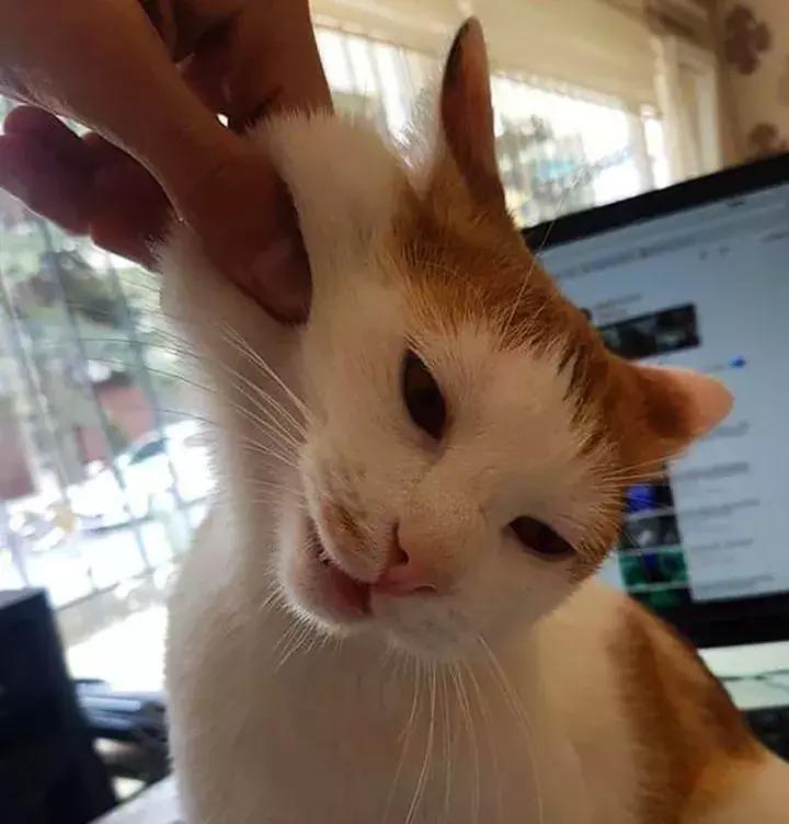 人类吸猫小史,人类吸猫的时候猫是怎么想的