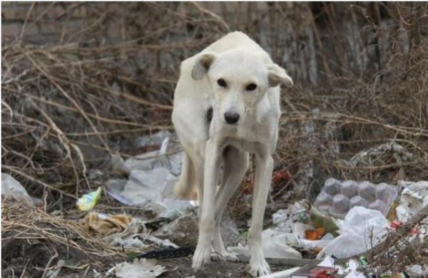 家有乖乖宠物,家有萌宠自觉训练