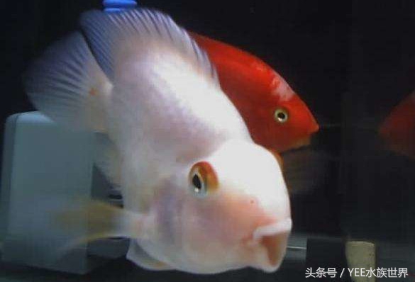 天地生化而成的精灵，一直在跟这些疾病搏斗