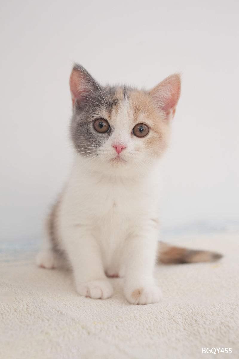 犬猫驱虫教程,犬类驱虫省钱的方法