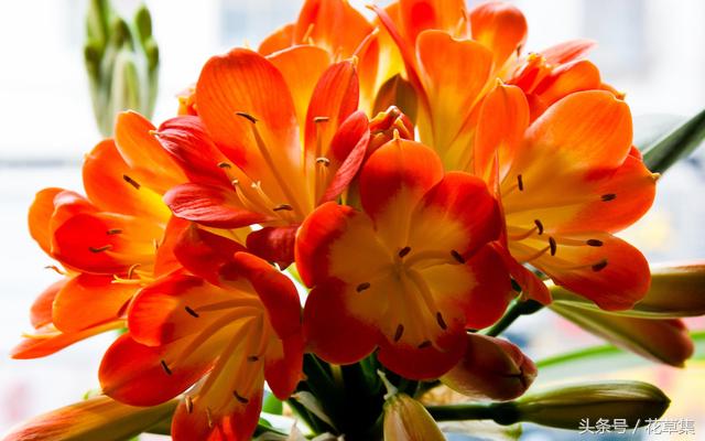 君子兰这些品种越养越值钱，看看你们养的君子兰到底值不值钱