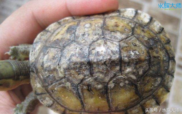 龟壳真菌感染治疗,龟壳真菌是怎么来的