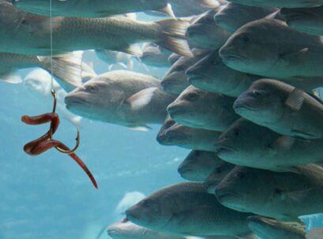 野钓鱼进窝不开口咋办,钓鱼进窝不开口怎么回事