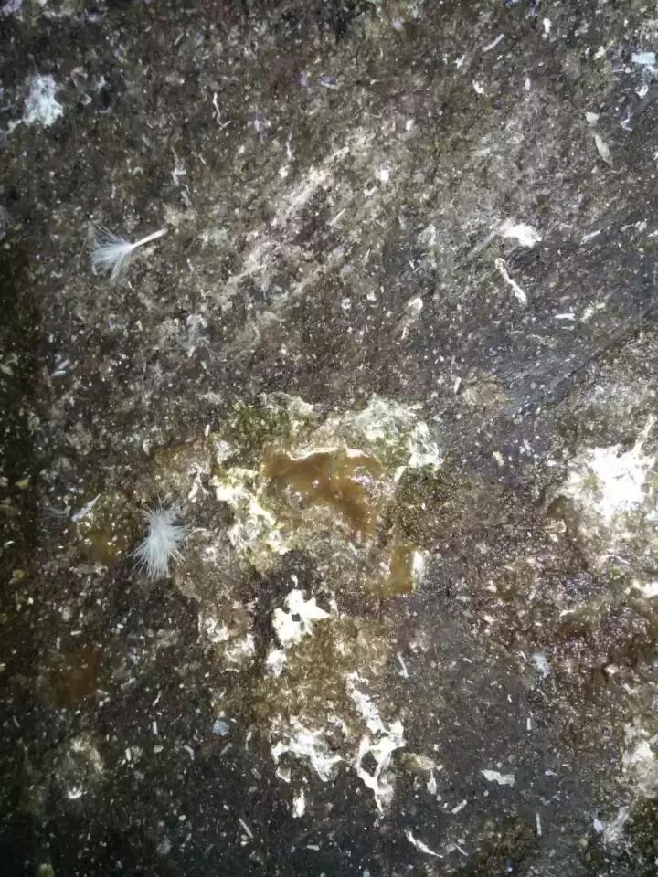 鸡腺肌胃炎引起肠炎原因,鸡群患腺胃炎怎么治疗