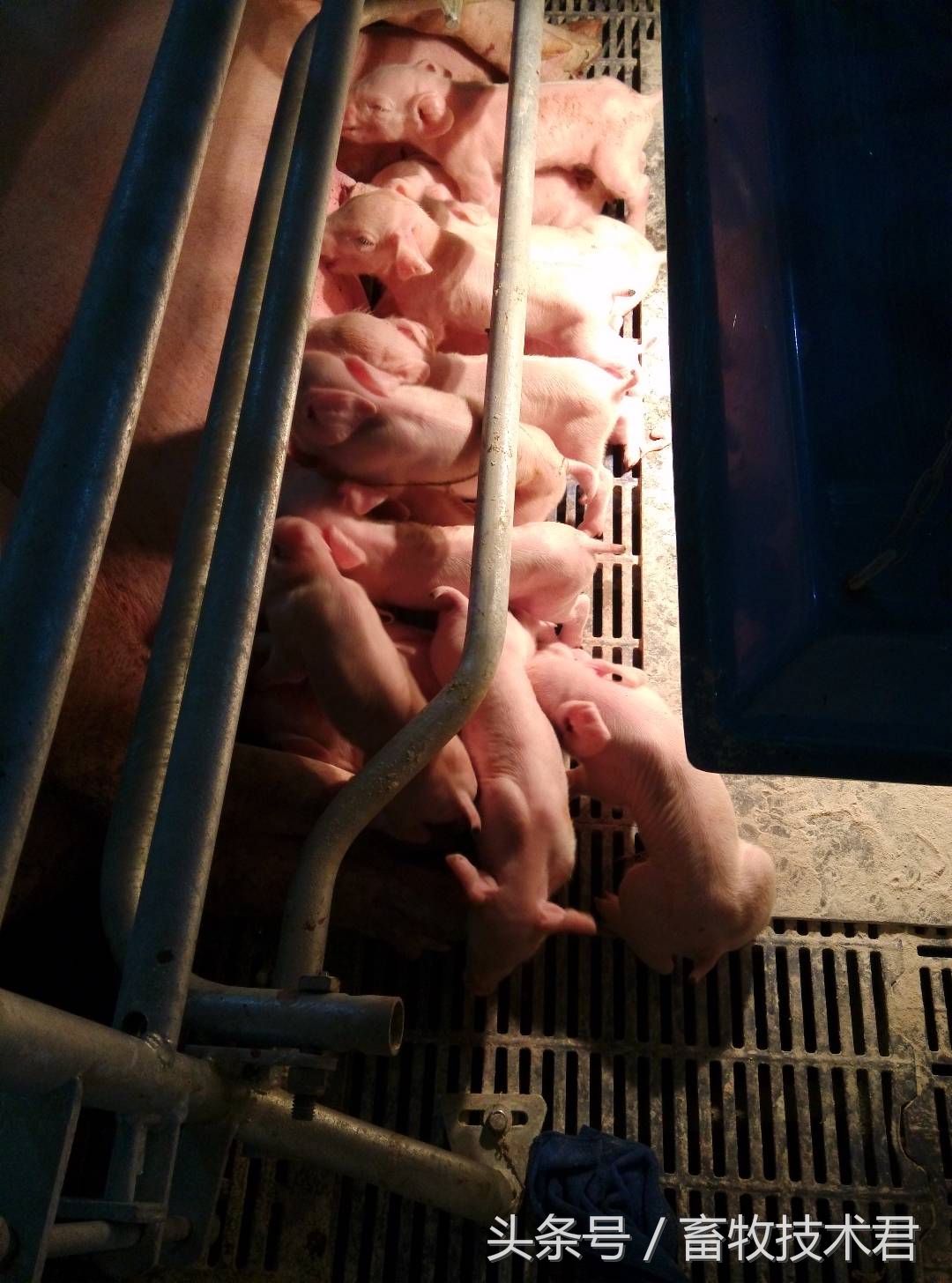 造成母猪早期流产的原因是什么,发现母猪流产前兆怎么解决