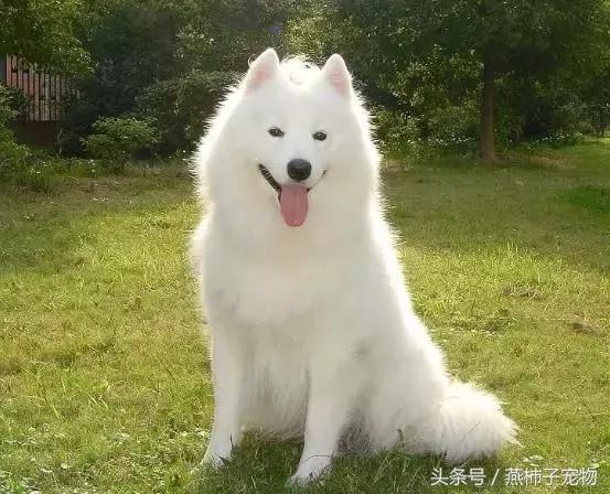 萨摩耶犬不能吃的食物列表,萨摩耶不能吃的食物表