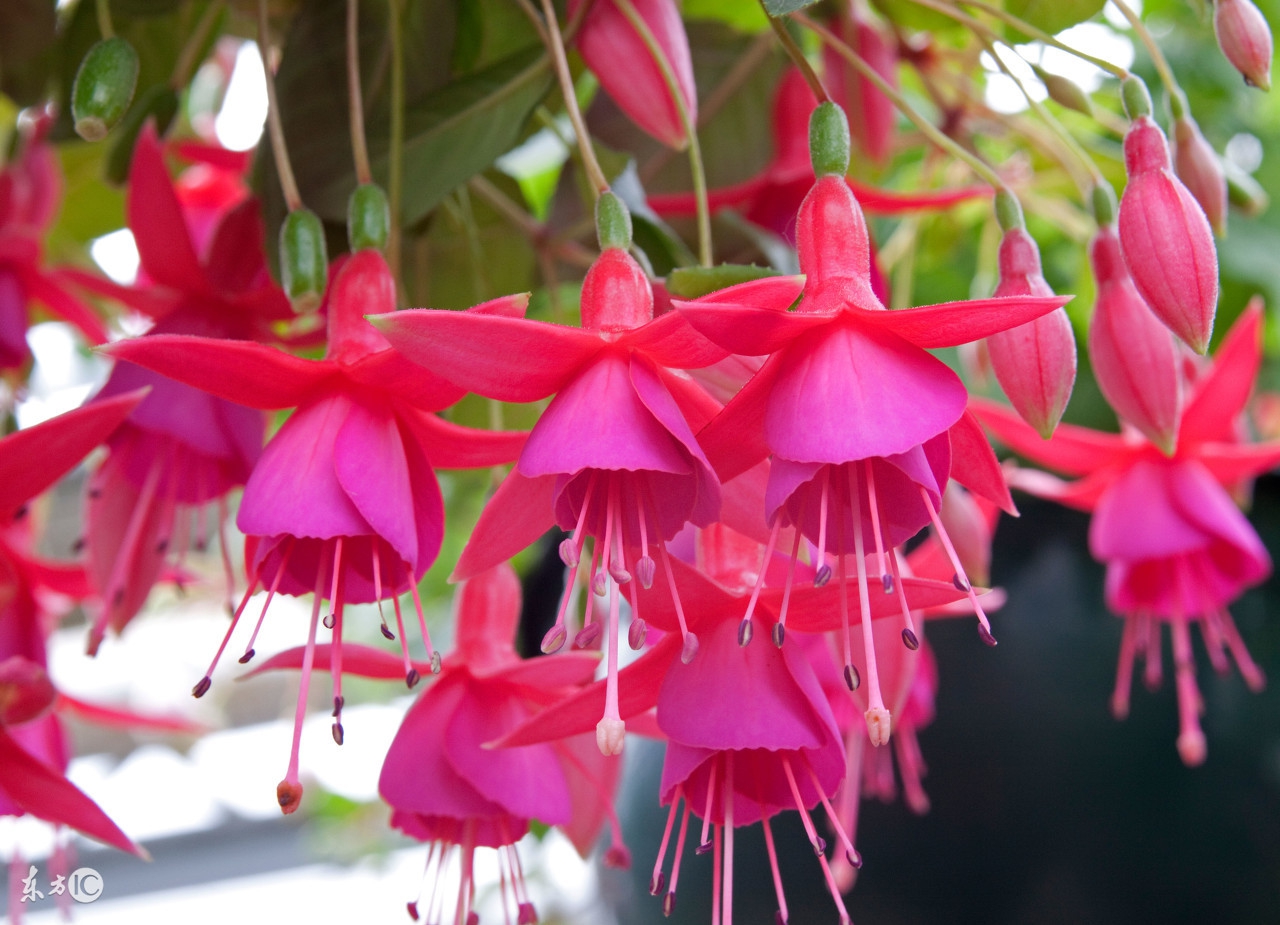 梦见蛇:要交好运,生活会丰裕,蛇年之人快来接福吧!