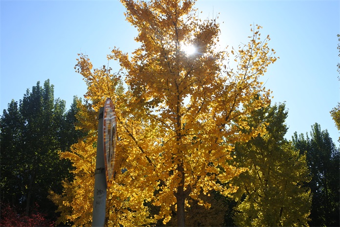 尼康j5各系列哪个值得入手,尼康j5最新视频