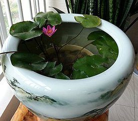 睡莲盆栽养护方法教程图解,盆栽睡莲的种植方法和注意事项