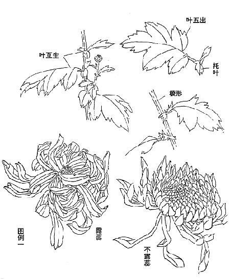 国画中球形菊花怎么画好看,名家画菊花的简单画法