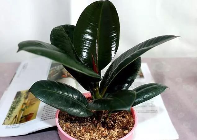 秋季对咽喉保养最好方法,秋冬嗓子疼多吃什么水果