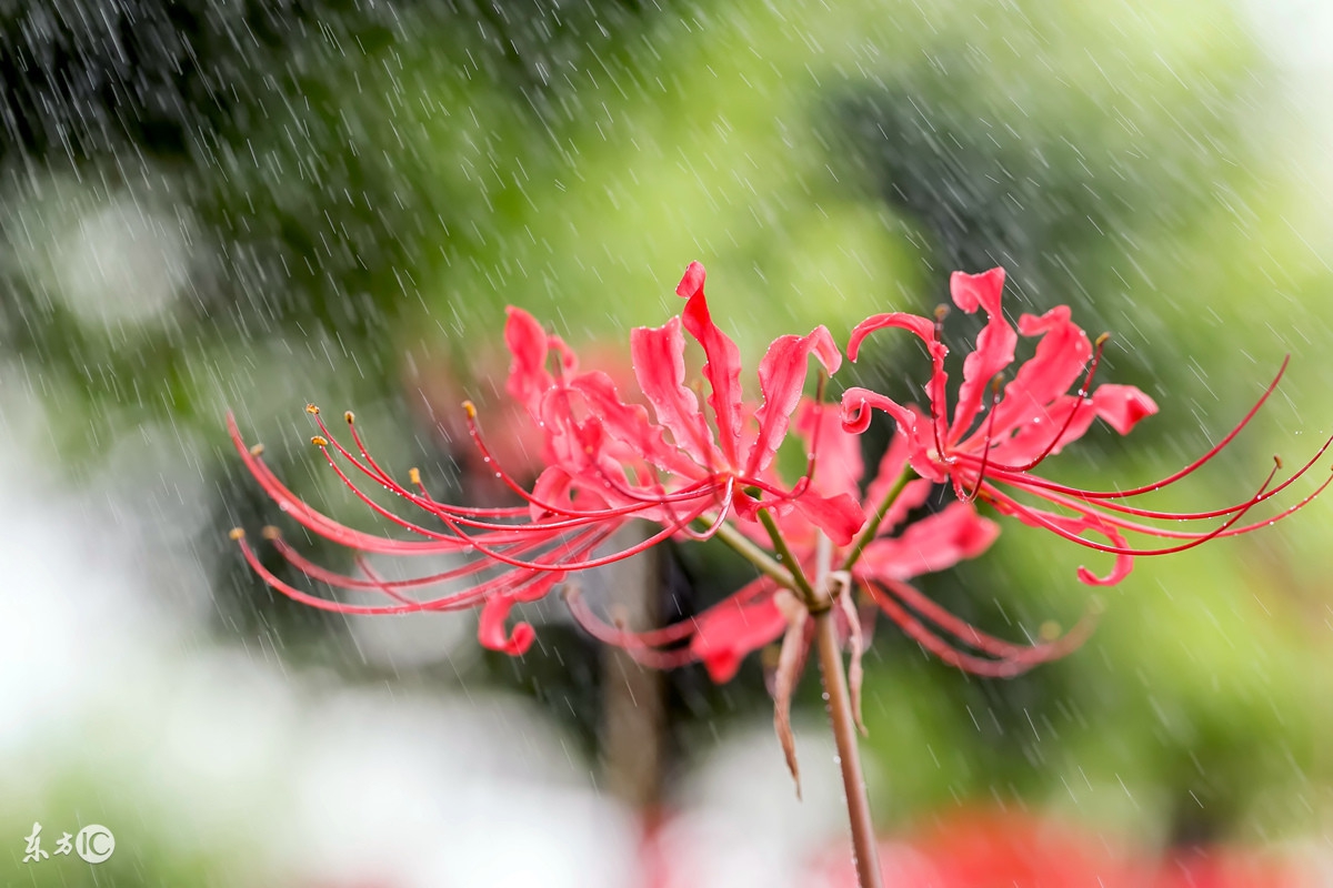 梦见蛇:要交好运,生活会丰裕,蛇年之人快来接福吧!
