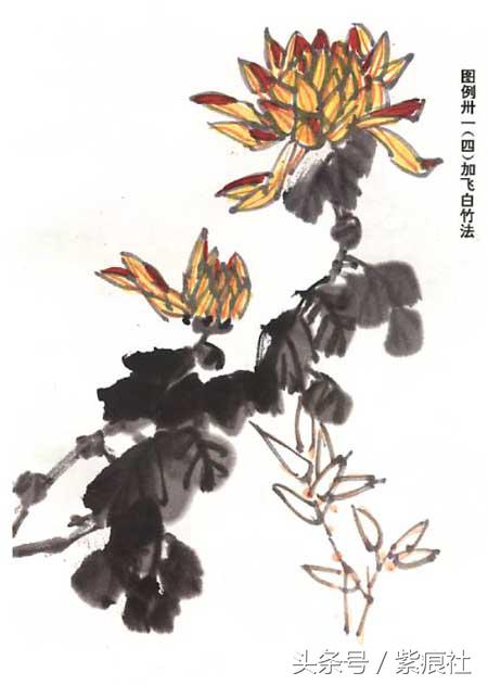 国画中球形菊花怎么画好看,名家画菊花的简单画法