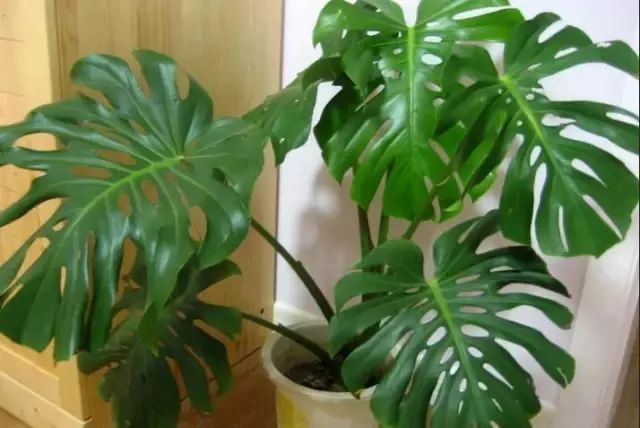 秋季对咽喉保养最好方法,秋冬嗓子疼多吃什么水果