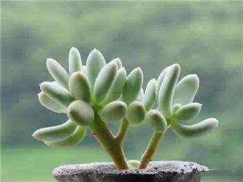 肉肉买回来就变色怎么回事,肉肉怎样养会变色