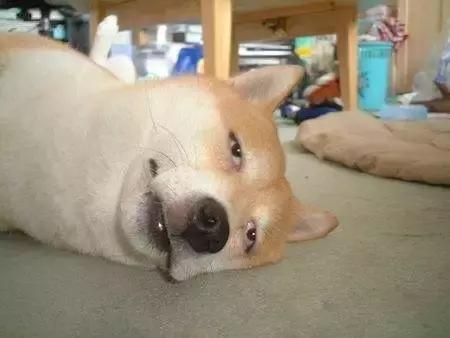 夜里狗狗乱叫是怎么回事,狗狗被咬后夜里乱叫