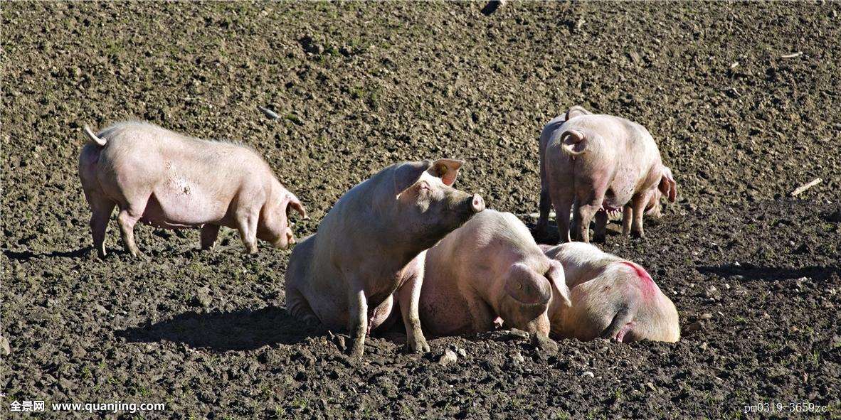 近几年猪价预测走势分析,2017年猪价走势曲线