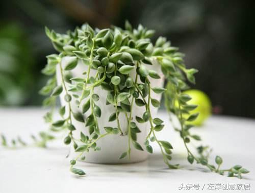 电脑旁摆放多肉植物可以“防辐射”完全是一个“传说”