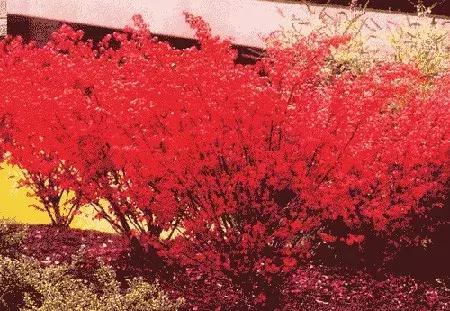 真弓卫矛盆景修剪伤口要处理吗,卫矛树盆景如何才能开花结果