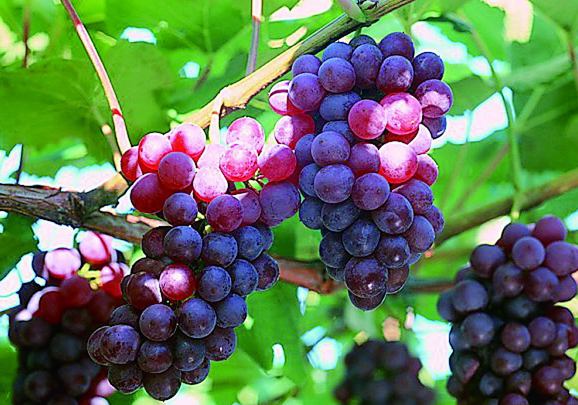 银屑病患者从这10大果蔬中补充缺失的营养，让治疗事半功倍