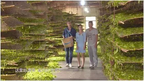 七彩飘香云南芒市,正宗凤庆滇红之明前金丝滇红