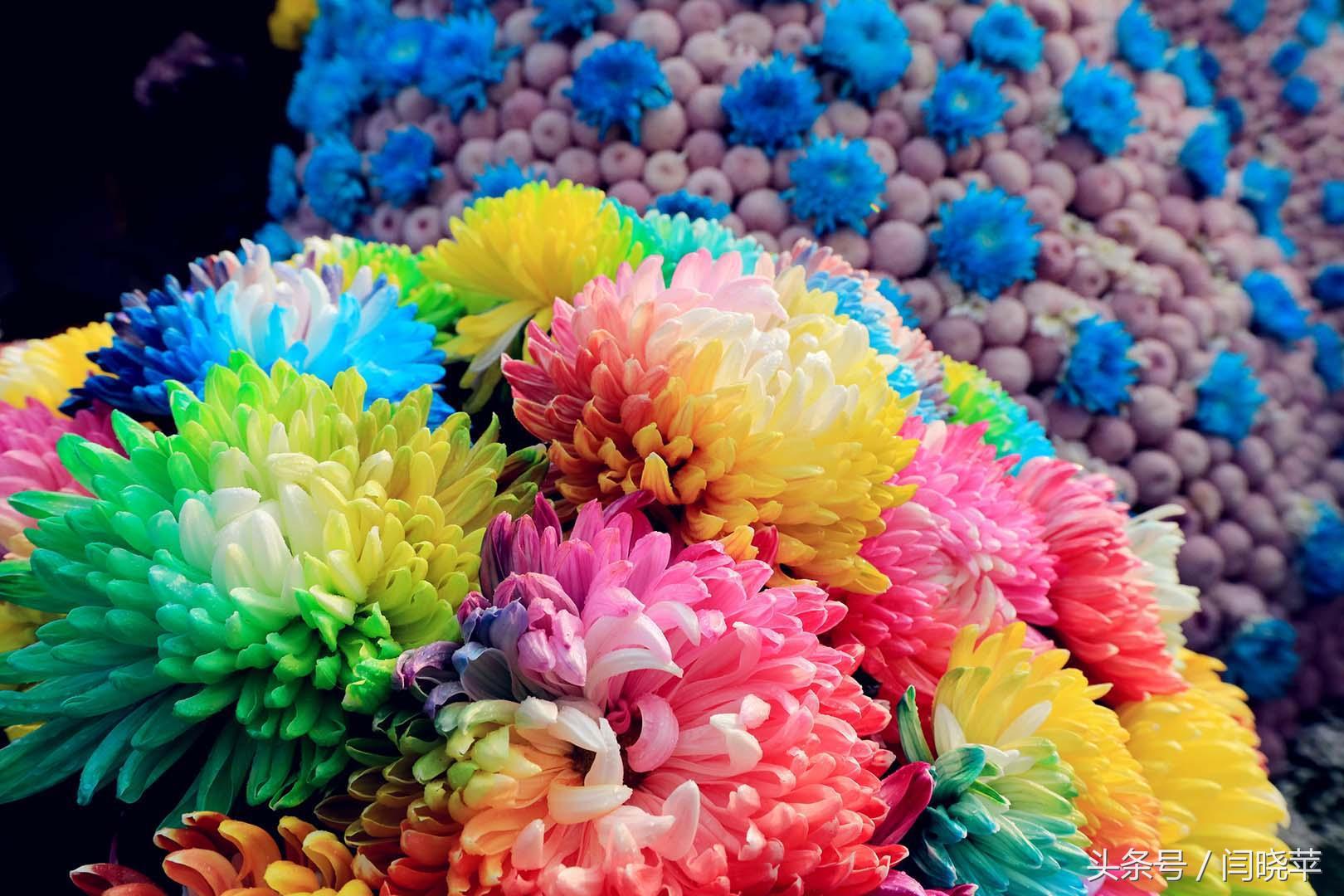 悠然菊影从何觅？南山菊姿下龙亭