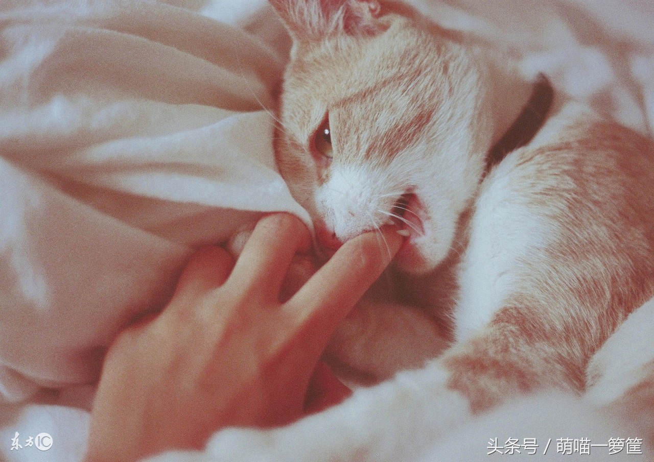 猫咪为什么会出其不意的咬主人腿,猫咪为什么咬人谁都咬