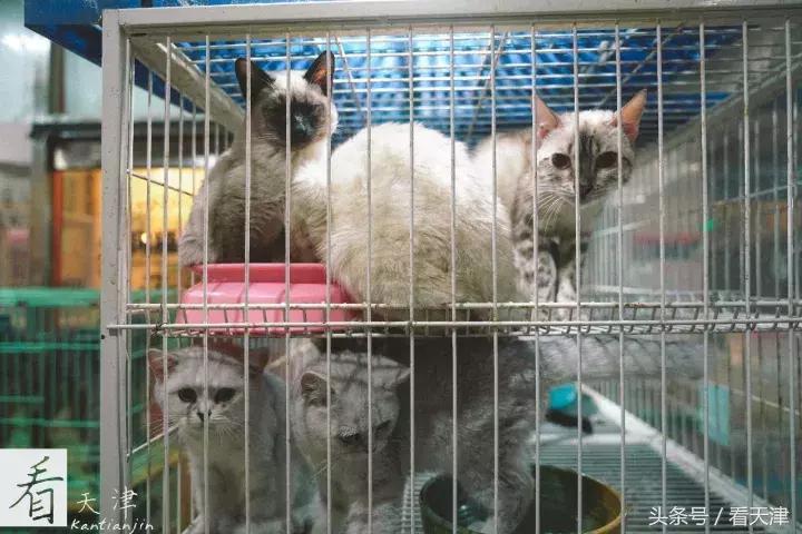 天津宝鸡道花鸟鱼虫市场地铁,宝鸡道花鸟鱼虫市场天津