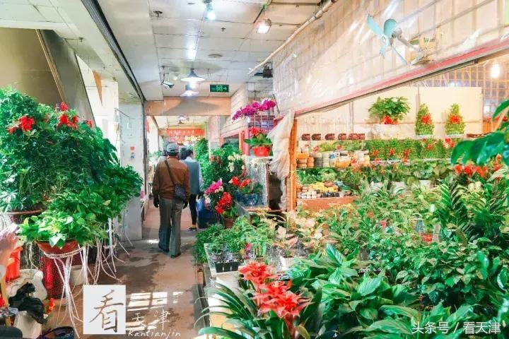 天津宝鸡道花鸟鱼虫市场地铁,宝鸡道花鸟鱼虫市场天津