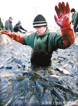 新手最适合养的五种海水鱼是什么,不懂养观赏鱼