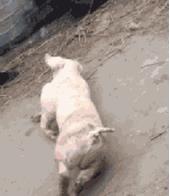 王木木的日常视频,王木木日常视频