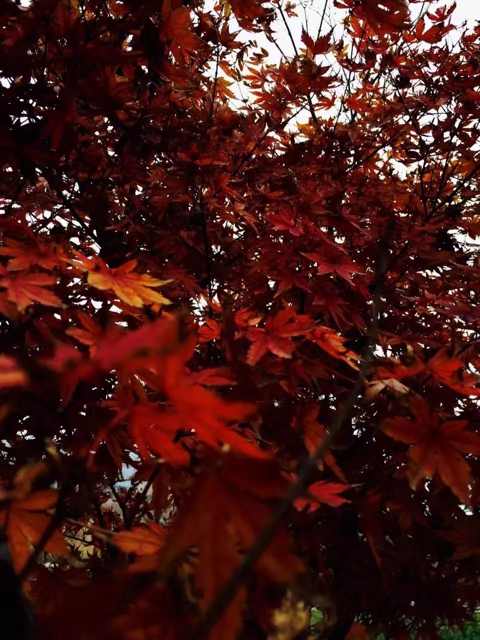 手机摄影作品也可以美不胜收,秋天手机摄影作品欣赏