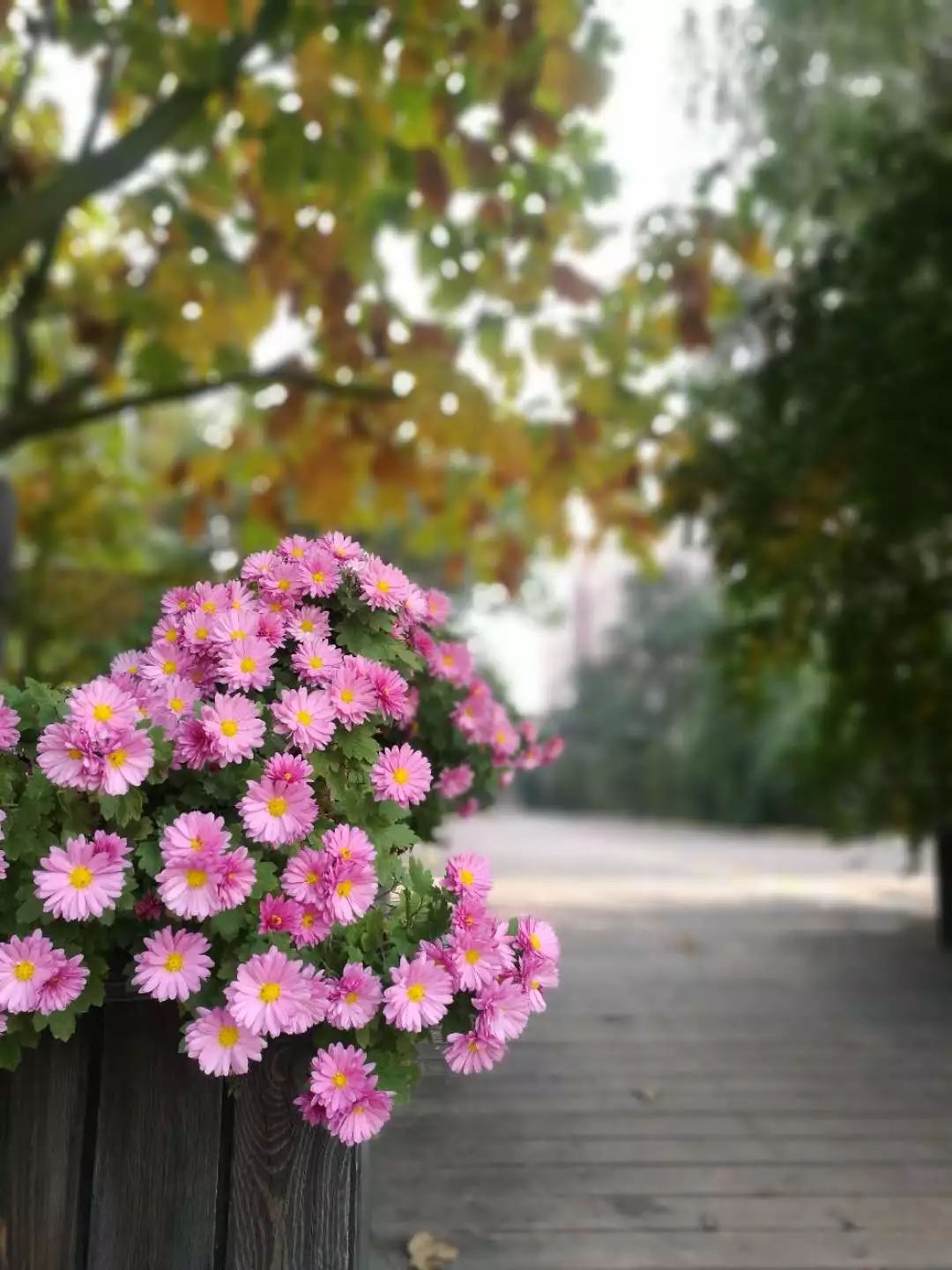 手机摄影作品也可以美不胜收,秋天手机摄影作品欣赏