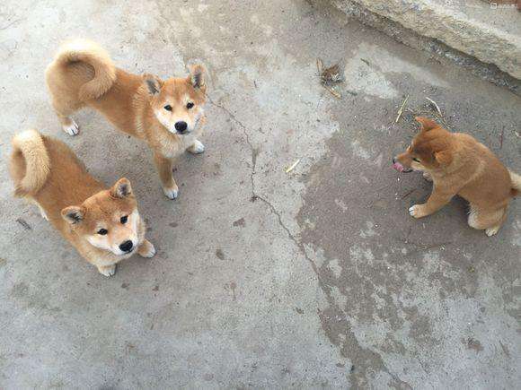 你对犬的疫苗了解多少,猫狗狂犬病科普