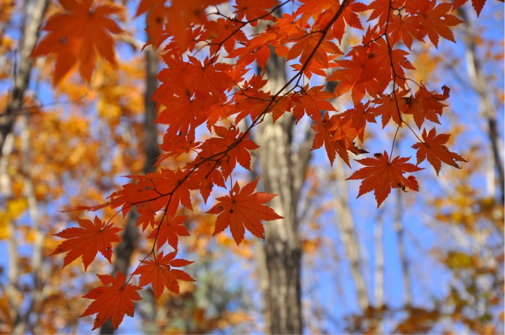 黄皮肤适合的口红迪奥740,dior740枫叶红口红价格