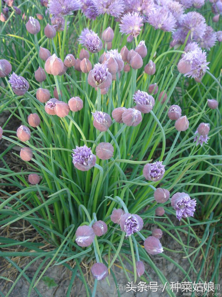 专家讲家庭小葱的种植方法,小葱种植方法视频教程