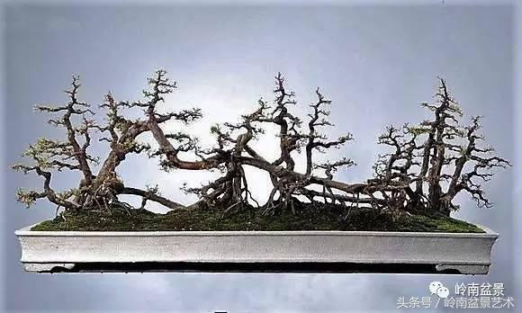 精品盆景雀梅杜鹃罗汉松,最美的100盆雀梅盆景建议收藏