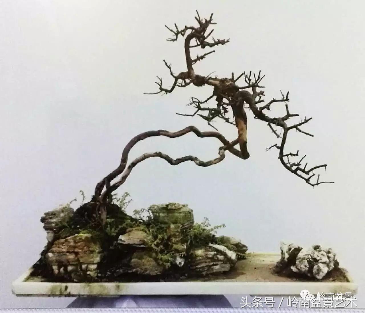 雀梅盆景100幅欣赏,珍藏雀梅盆景图片