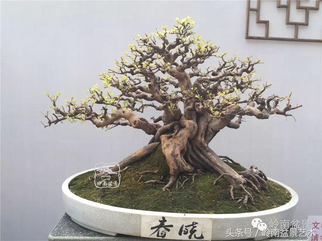 雀梅盆景100幅欣赏,珍藏雀梅盆景图片