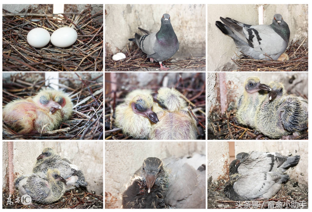 养100对白鸽需要多少资金,业余养50对肉鸽的效益