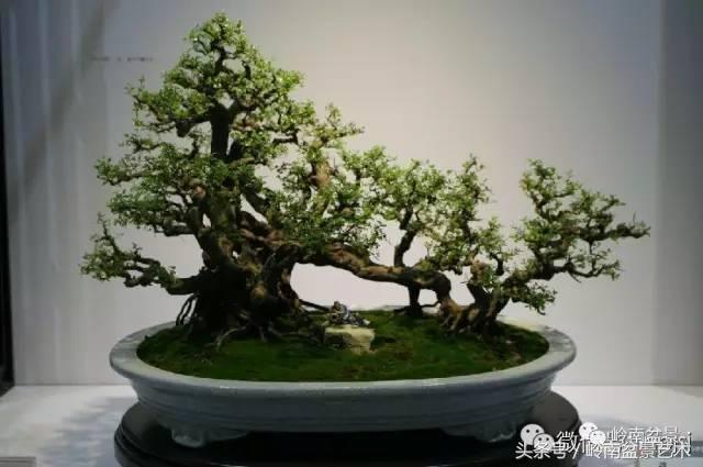 精品盆景雀梅杜鹃罗汉松,最美的100盆雀梅盆景建议收藏