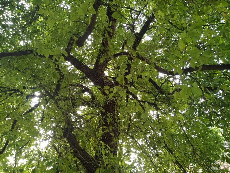 奢华是一种心态：国礼手机YOTA3评测