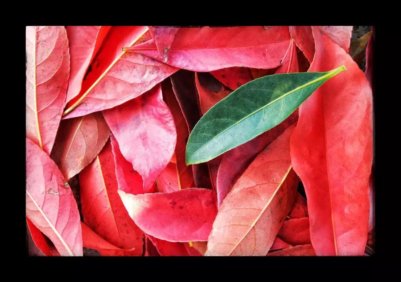 手机摄影作品也可以美不胜收,秋天手机摄影作品欣赏